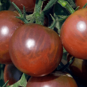 Plant de tomate cerise noire Black Cherry