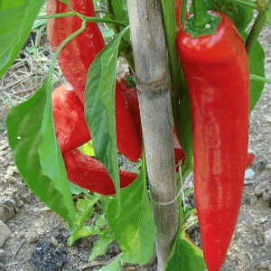 Plant de poivron Corne de taureau rouge