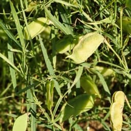 Grains de nature Grains de nature #4