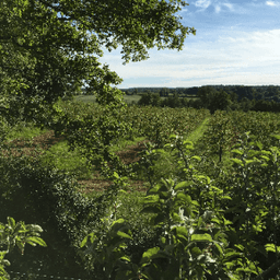 EARL LE VERGER DE PIROUETTE EARL LE VERGER DE PIROUETTE #4