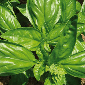 Plant d’aromatique Basilic Grand vert