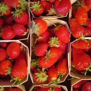 Fraises