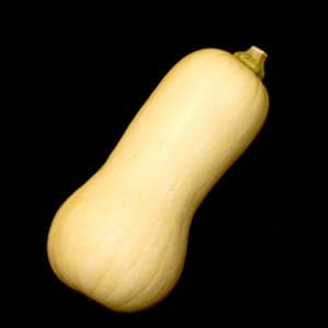 Butternut
