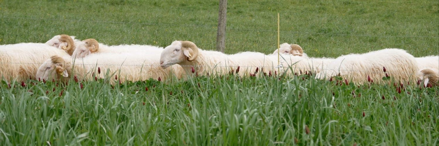 Bannière de La Ferme du Taychel