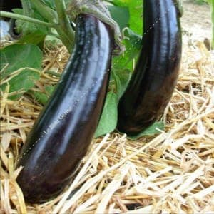 Plant d'aubergine Longue Violette