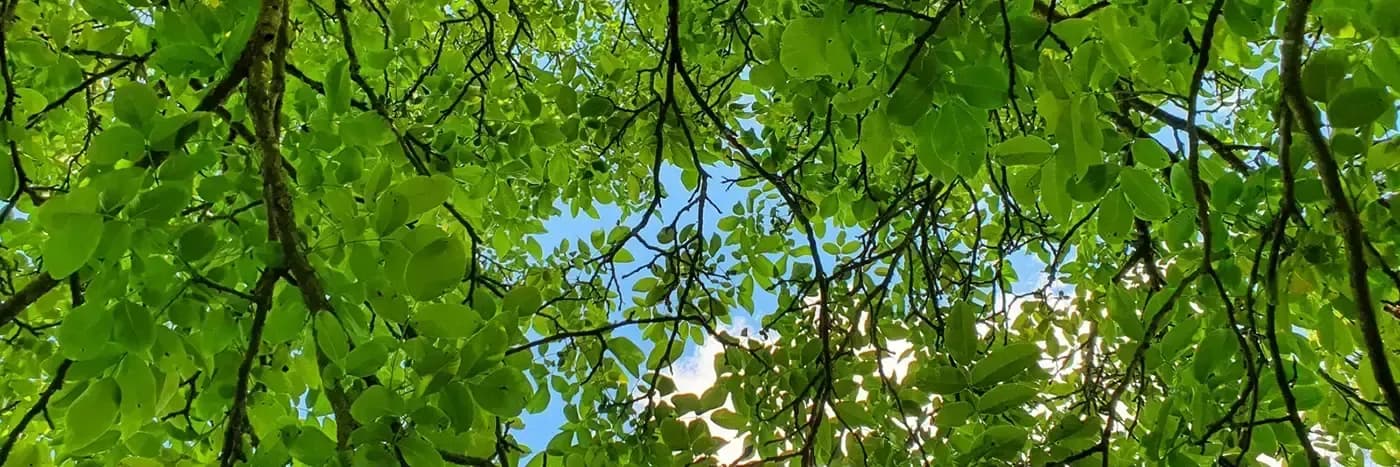 Bannière de La Petite Clavelie