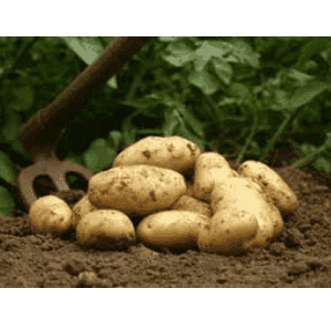 Pommes de terre au kg