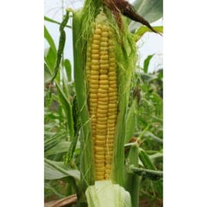 Plant de Maïs doux - Golden Bantam