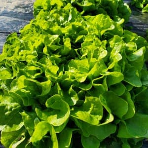 Laitue feuille de chêne
