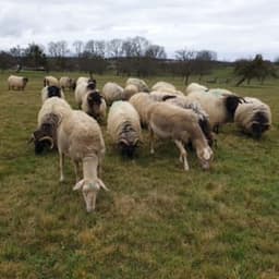 La Ferme du Guéoir La Ferme du Guéoir #3