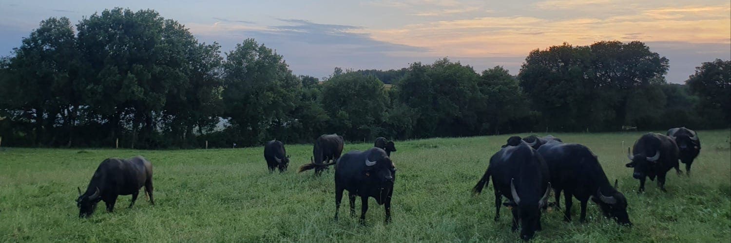 Bannière de Bufflonnes de Peyras