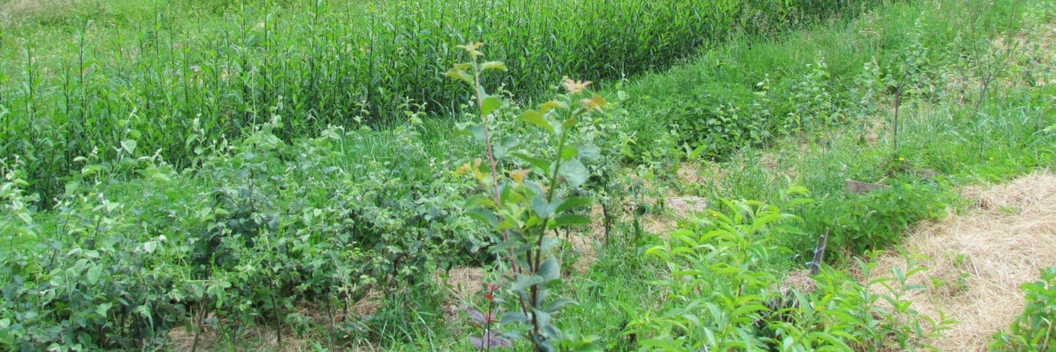 Bannière de Pépinière Galilée