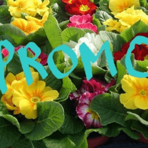 Primevère Pot de 10.5