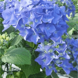 Hortensias Macrofila Fleurs classiques