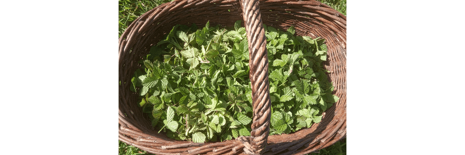 Bannière de La bocalerie d'ici