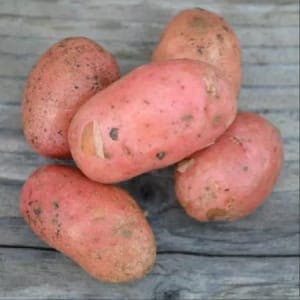 Pommes de terre rouge Cheyenne, chaire ferme