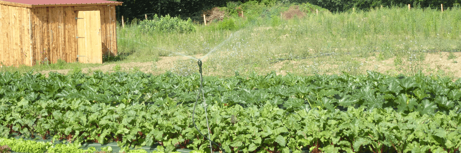 Bannière de Le P'tit Jardin