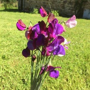 Bouquet de pois de senteur