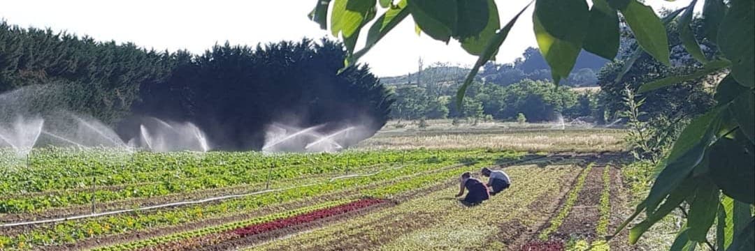 Bannière de Brice Guillon Maraîchage