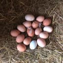 Boite de 6 oeufs fermier