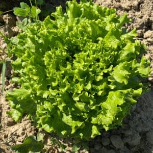 Salade Batavia verte