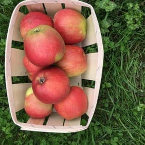 POMME DELBARD JUBILE