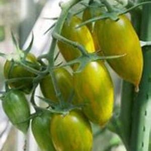 Plant de tomate cerise Green Tiger