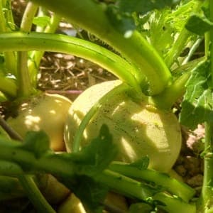 NAVET "PETROWSKI" - 500 g