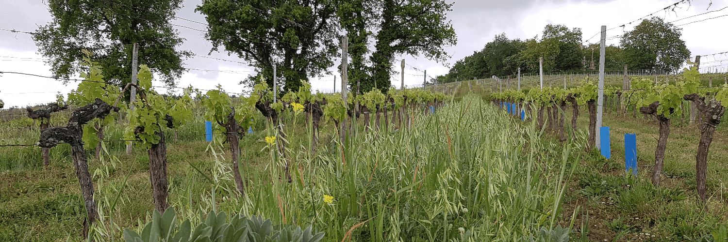 Bannière de Vignobles FONTEYREAUD Vins de Bordeaux