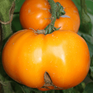 Plant de tomate Persimmon