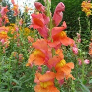 Plant de fleur Muflier