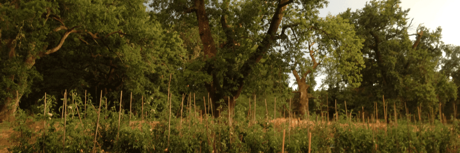 Bannière de Jardin de Cabijos