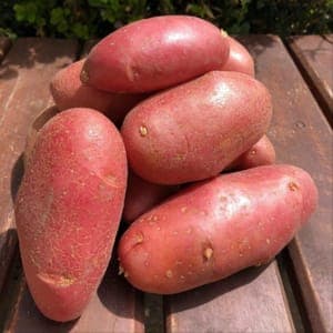 Pommes de terre rose Désiré, chaire tendre