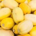 Courge spaghetti