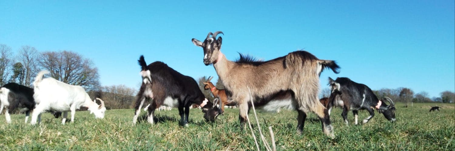 Bannière de Bouc du Monde