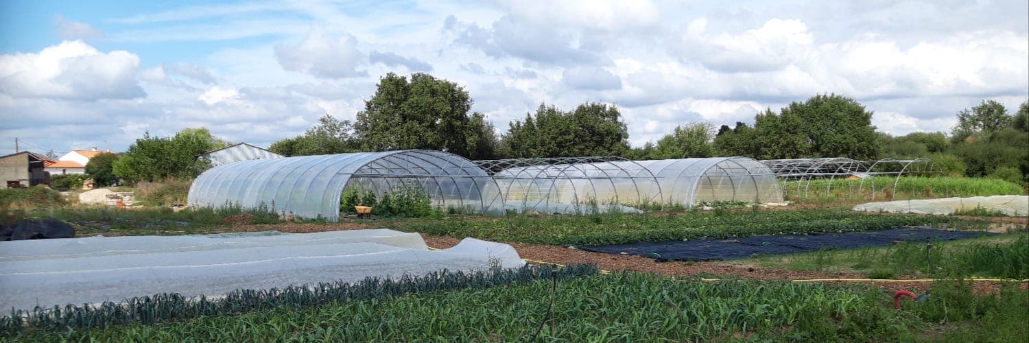 Bannière de Légumes de la Cantinière