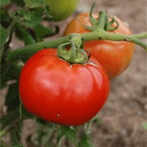 Plant de tomate Saint Pierre