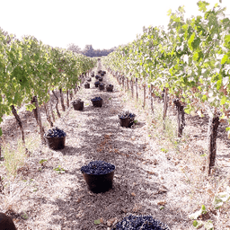 Château Les Margagnis Château Les Margagnis #3