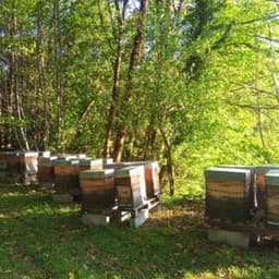 LES PETITES ELLES DU PERIGORD - EI FEBVRE VINCIANE LES PETITES ELLES DU PERIGORD - EI FEBVRE VINCIANE #8