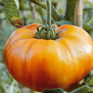 Plant de tomate Ananas