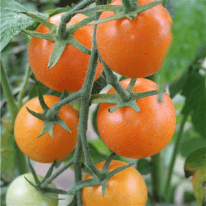 Plant de tomate cerise Orange