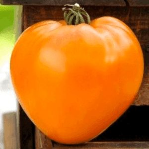 Plant de tomate Coeur de bœuf orange