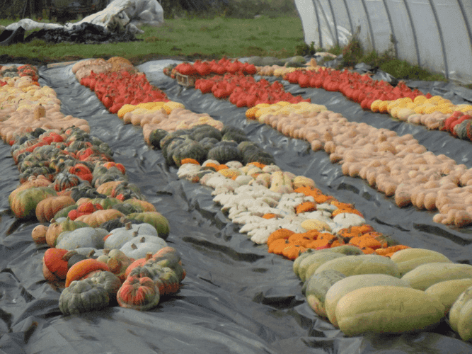 Bannière de Le Jardin en équilibre