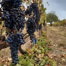 Ferme du Maine Thelottes Ferme du Maine Thelottes #8