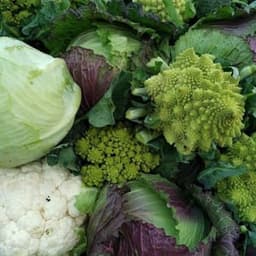 Lesjardinsdupaty Lesjardinsdupaty #3