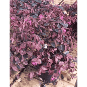 Loropetalum  Fire Dance