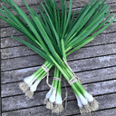 Aillet (Ail rose de Lautrec)