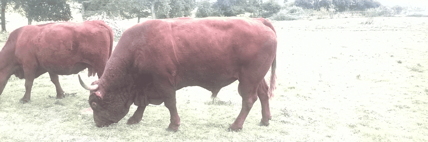 Bannière de GAEC du Maubertin