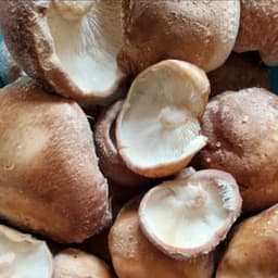 l'orée de Sologne  l'orée de Sologne  #4