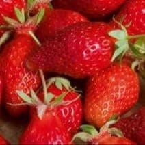Fraises